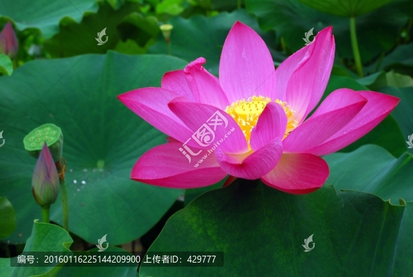 高清荷花,,紅荷花
