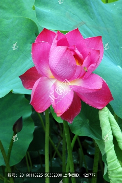 紅荷花,,蓮花