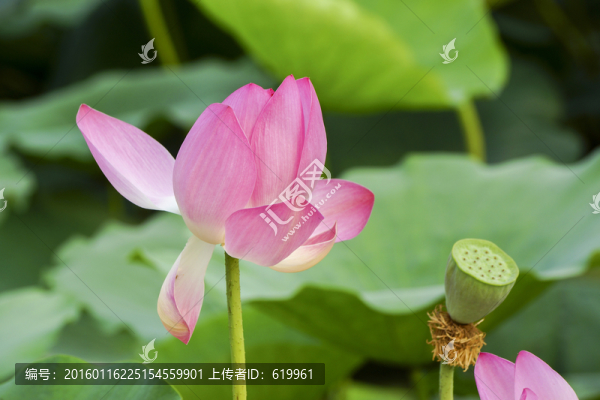 清新荷花