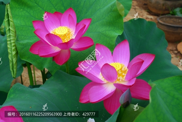 高清荷花