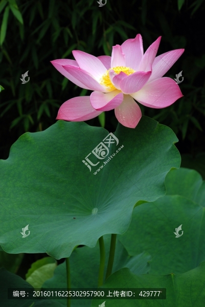 荷花節(jié),荷花園