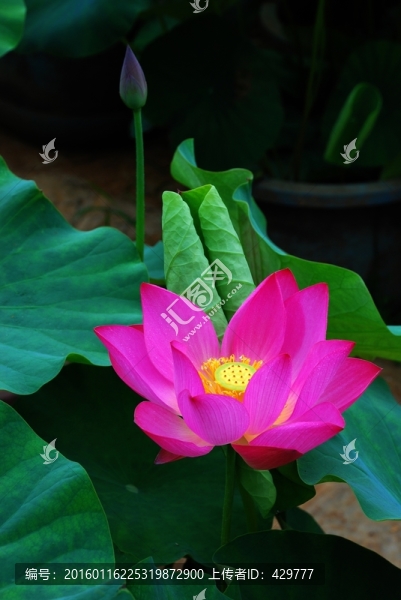 荷花