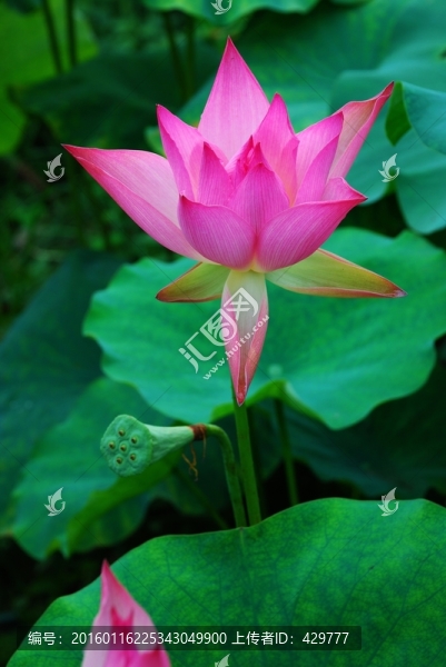 荷花,荷花池