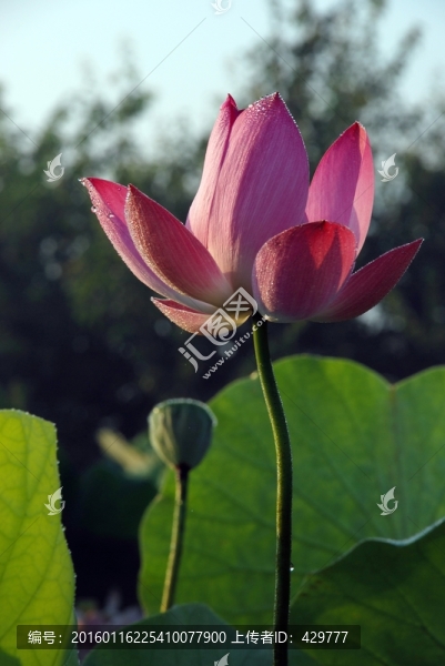 荷花