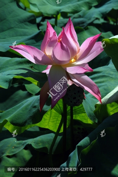 荷花池,荷花園