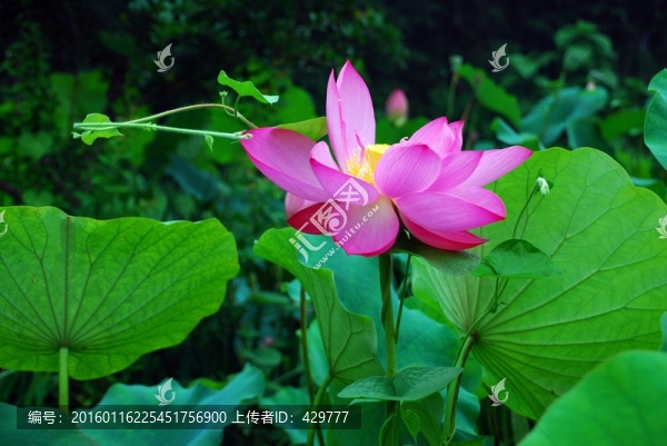 荷花園,荷花池