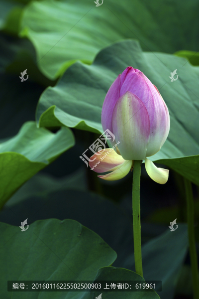 清新荷花