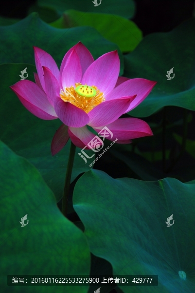 紅花綠葉,紅荷花