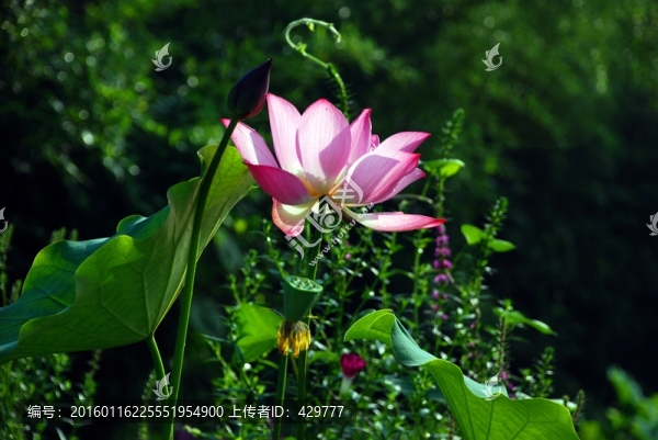 荷花