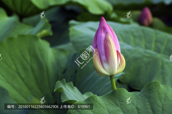 清新荷花