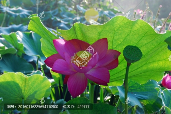 荷花,荷葉,花蕊,花蕾,園藝