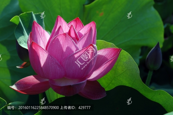 荷花,荷葉,花蕊,花蕾,園藝
