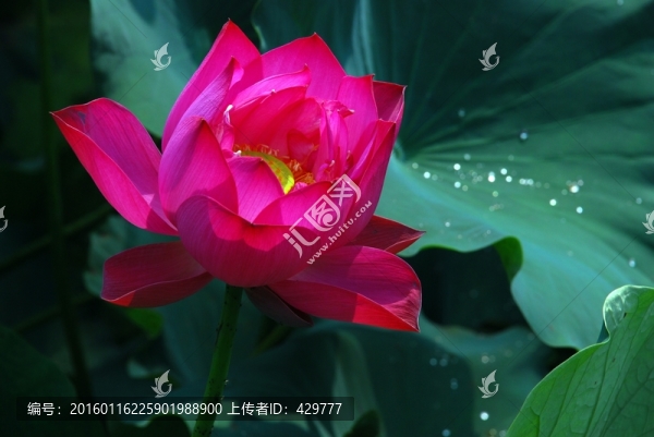 紅荷花,水珠