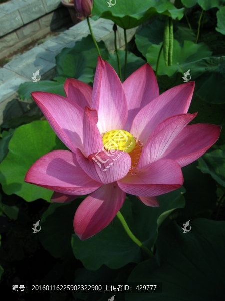 紅花綠葉,荷花池