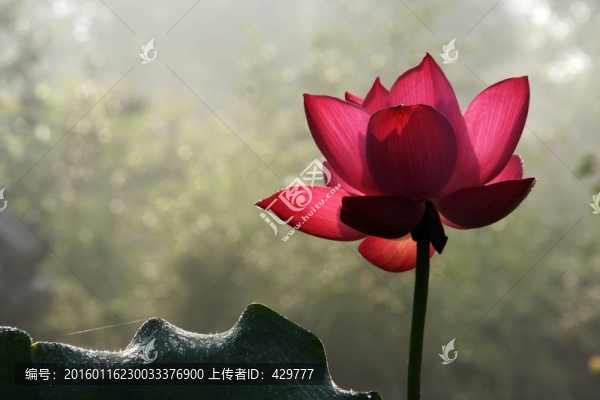荷花,荷花園