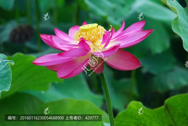 荷花,紅荷花,荷池