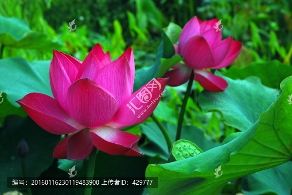 荷花高清,紅荷花