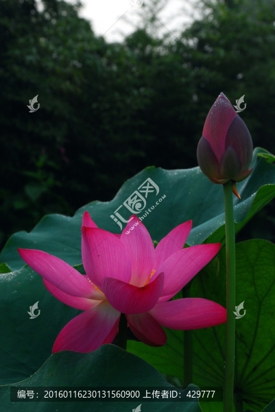荷花池,荷花園,荷花