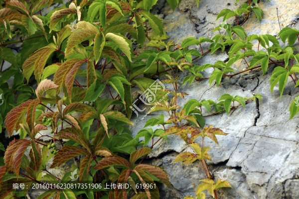 爬山虎
