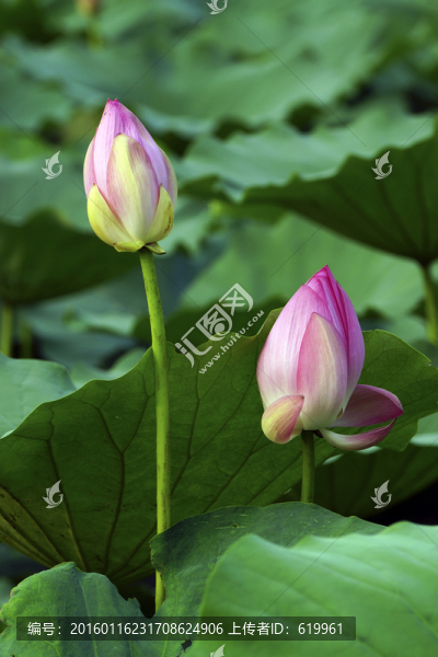 清新荷花