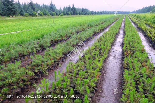 大興安嶺樟子松基地