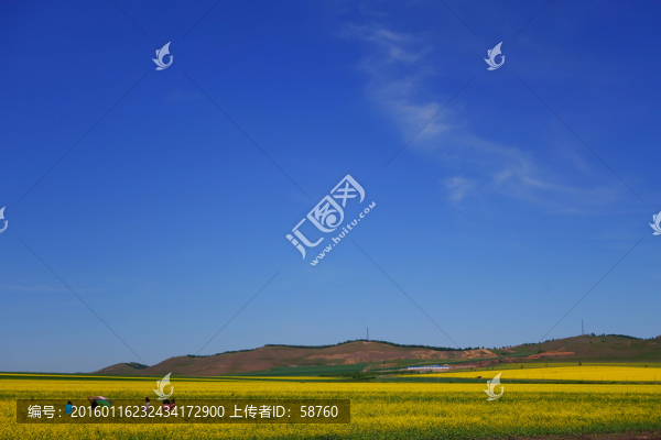 田野油菜花