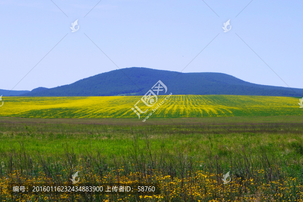 呼倫貝爾田野風光