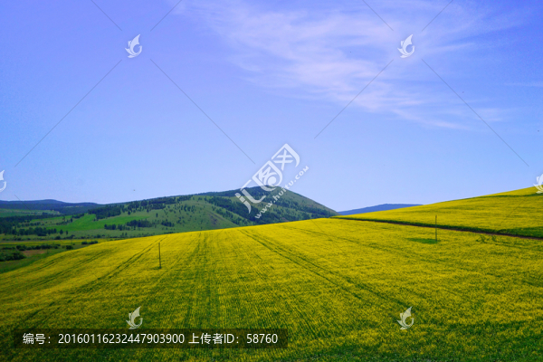 田野油菜花開
