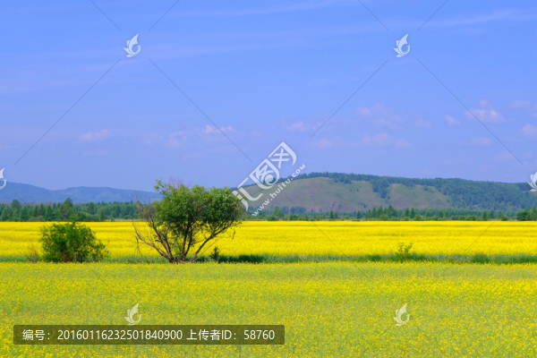 油菜花開的農(nóng)田