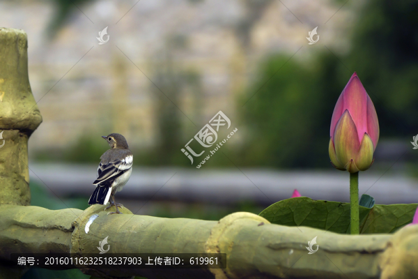 白鹡鸰,亞成鳥