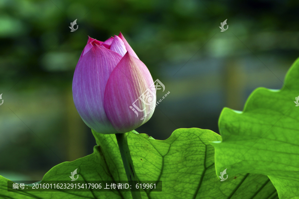 清新荷花