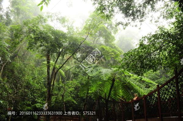 天然氧吧