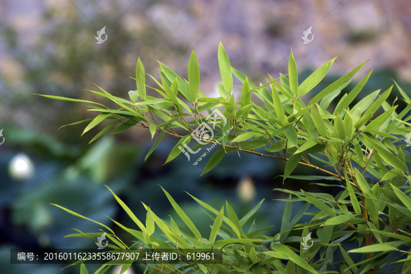 竹葉
