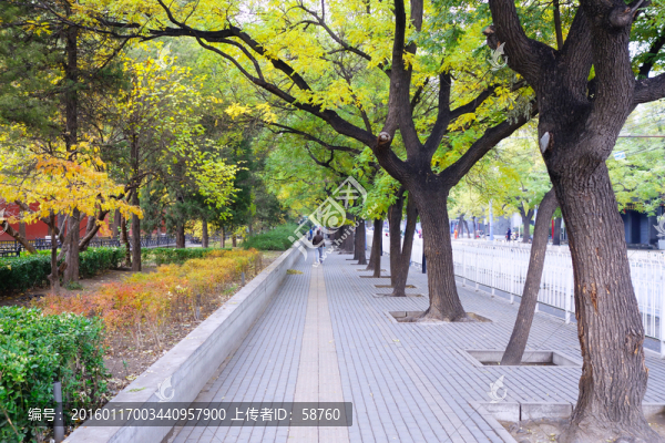 北京步道古樹(shù)