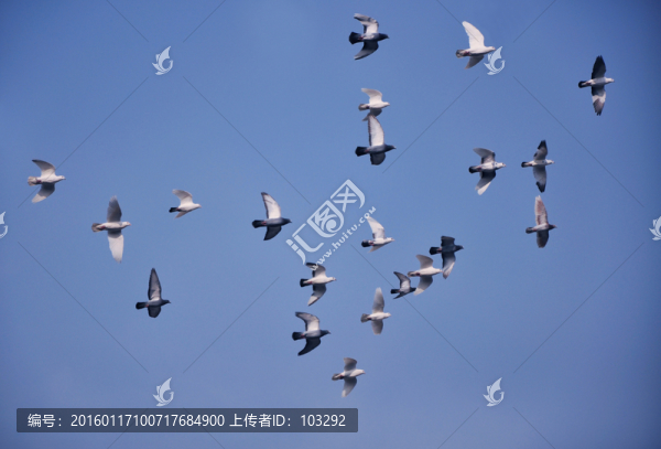 結隊飛翔的一群鳥
