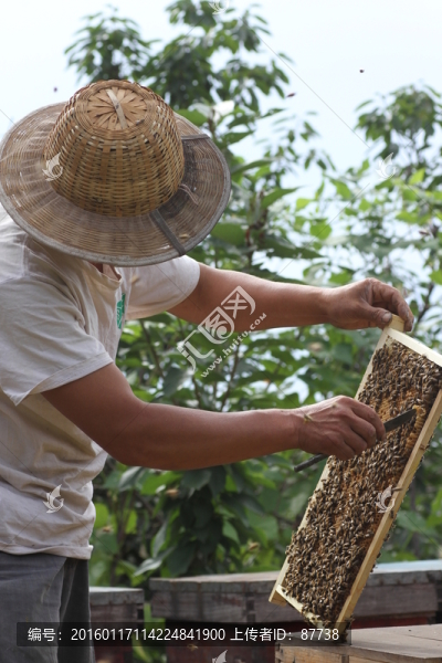 蜂農(nóng)