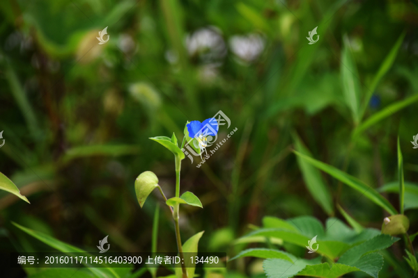 竹子花