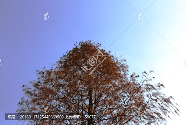 杉樹