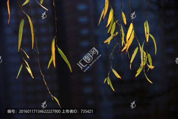柳葉