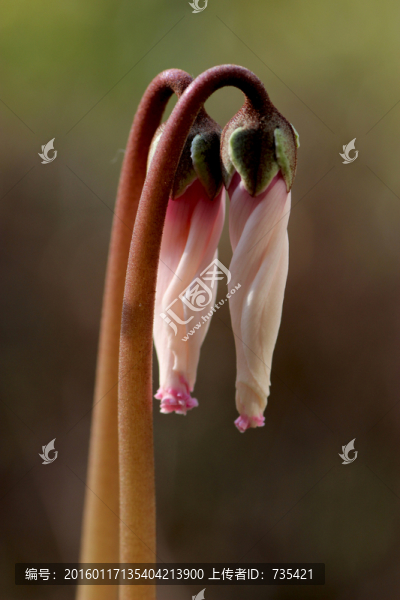 花苞