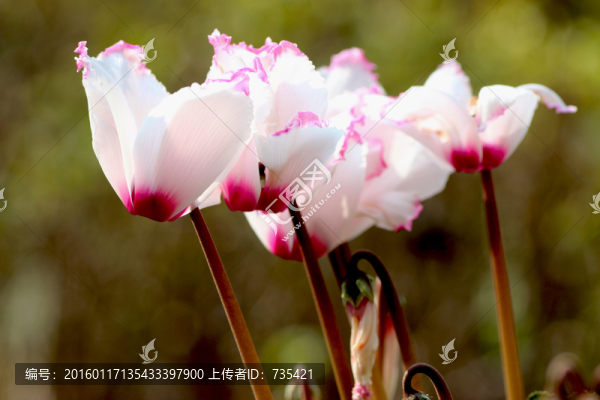 仙鶴來花