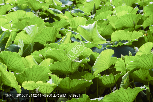 荷葉