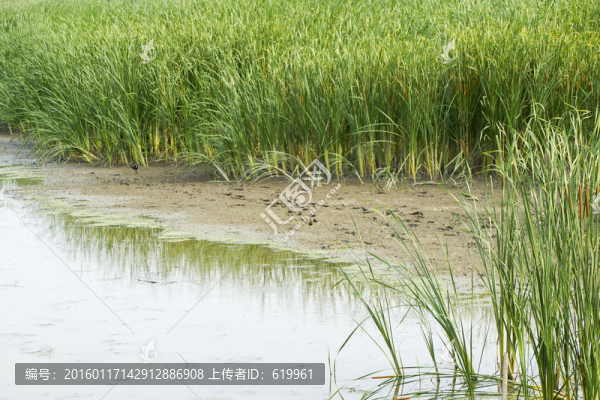 大片水燭