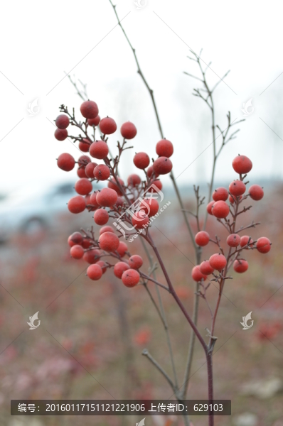 紅果