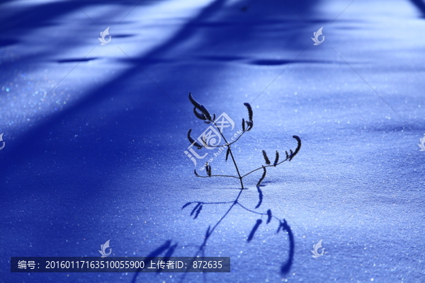 雪地