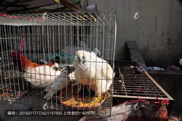 烏雞