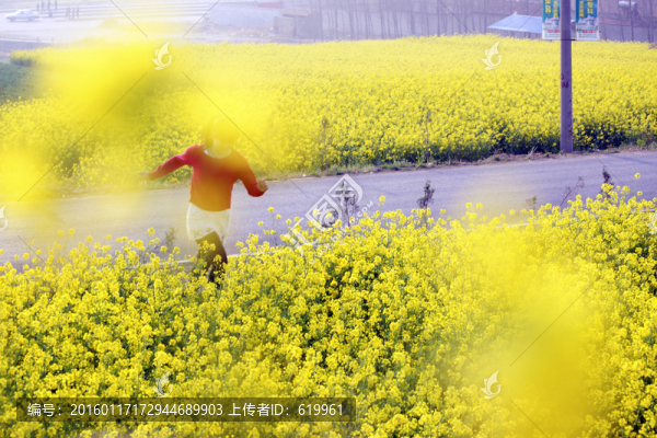 油菜花開(kāi)