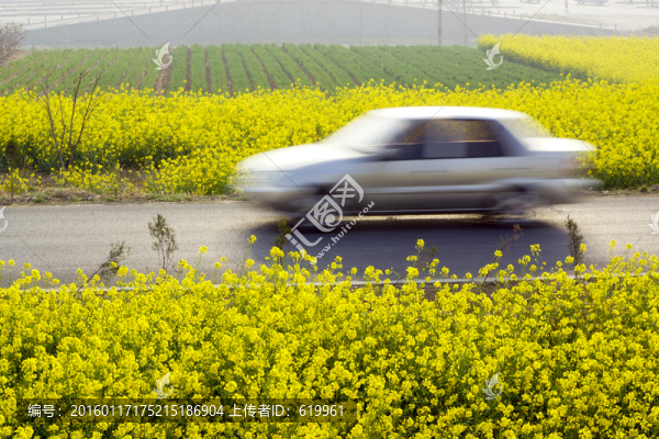 油菜花開