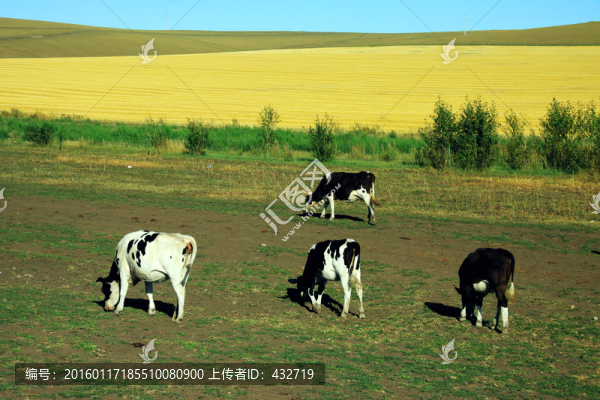 農(nóng)田與牛群