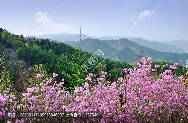 杜鵑花